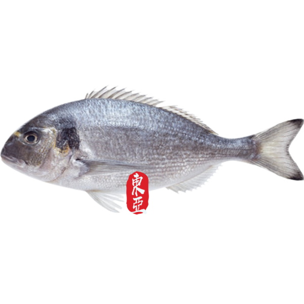 BESUGO DE LA PINTA (BESUGO BLANCO) 白鲷鱼