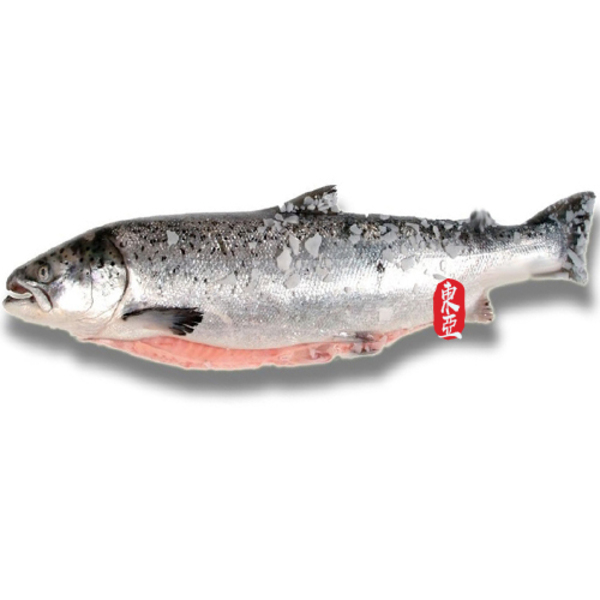 SALMÓN ROSADO ENTERO POR KG. 整條鮭魚 (三文魚)